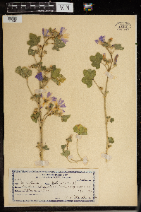 Malva sylvestris image