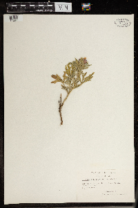 Thumbnail image of current specimen