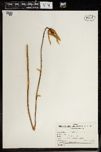 Darlingtonia californica image