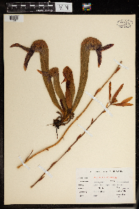 Darlingtonia californica image