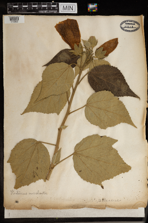 Hibiscus moscheutos image