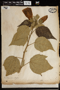 Image Associated With the Occurrence