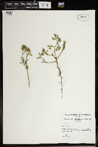 Hibiscus trionum image