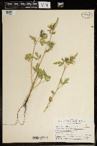 Hibiscus trionum image