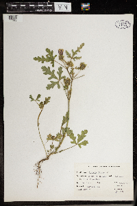 Hibiscus trionum image