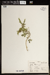 Hibiscus trionum image