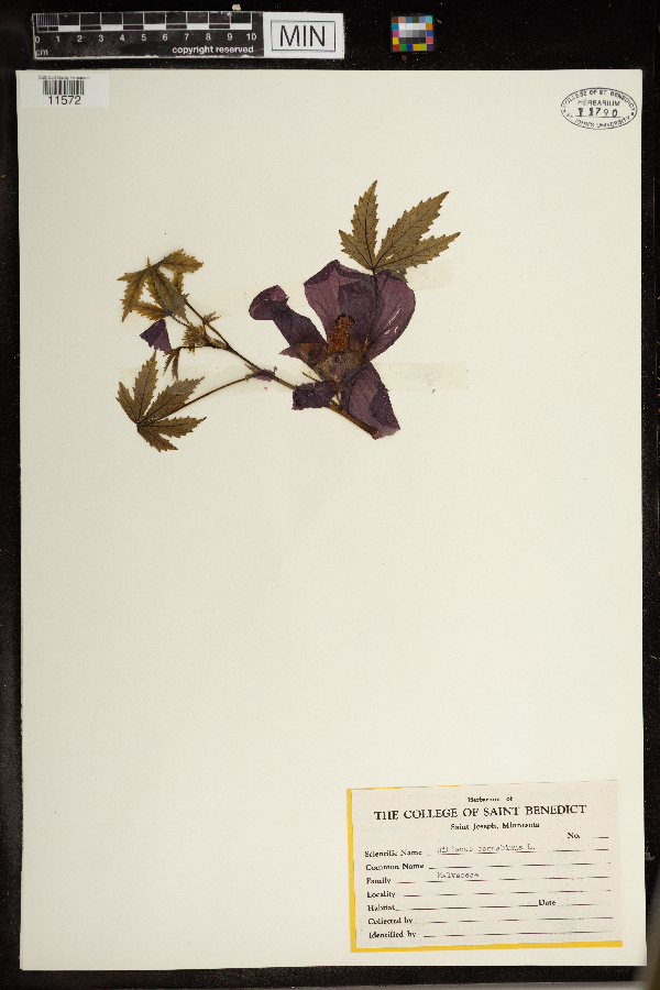 Hibiscus cannabinus image