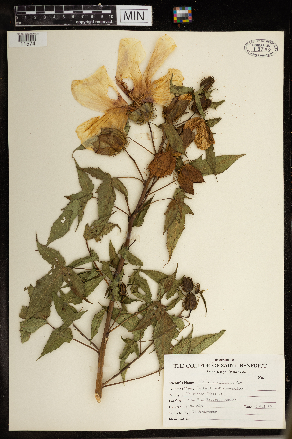 Hibiscus militaris image