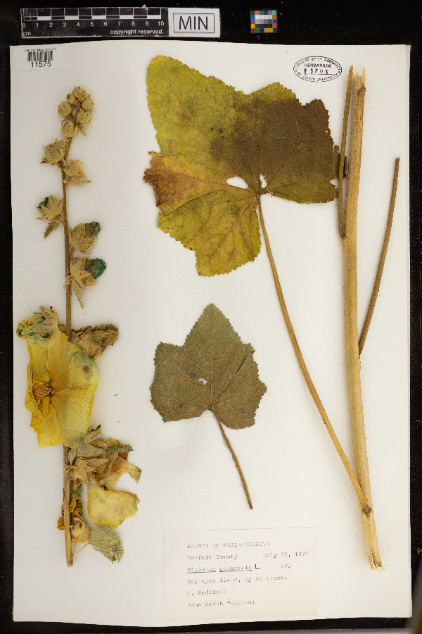 Hibiscus palustris image