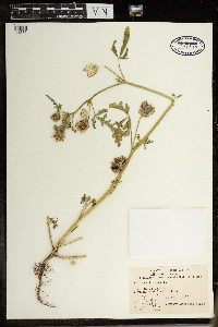 Hibiscus trionum image