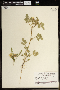 Hibiscus trionum image