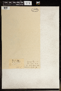 Hibiscus trionum image