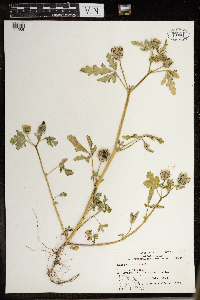 Hibiscus trionum image