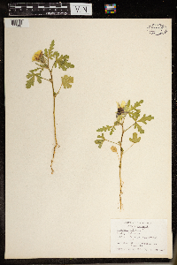 Hibiscus trionum image