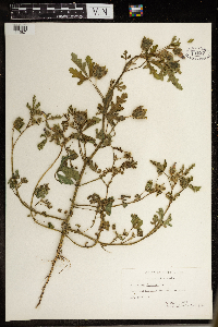 Hibiscus trionum image