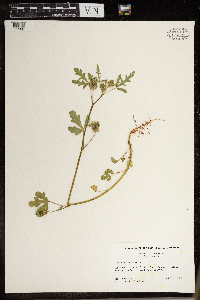 Hibiscus trionum image