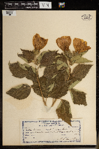 Hibiscus moscheutos image