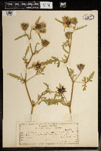 Hibiscus trionum image