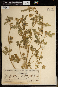 Hibiscus trionum image