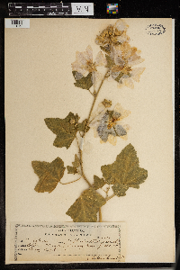 Lavatera thuringiaca image