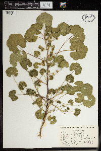 Malva neglecta image