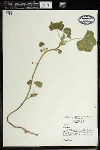 Malva neglecta image
