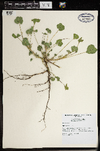 Malva neglecta image