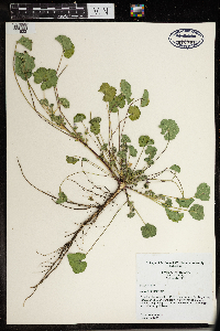 thumbnail image of current specimen