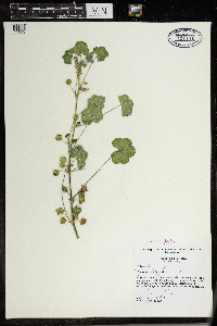 Malva neglecta image