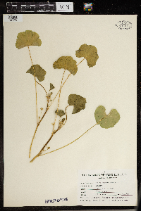 Malva neglecta image