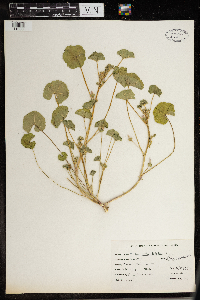 Thumbnail image of current specimen