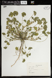 Malva neglecta image