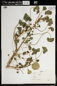 Malva neglecta image
