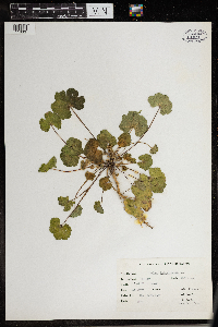 Malva neglecta image