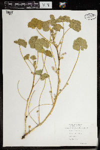 Malva neglecta image