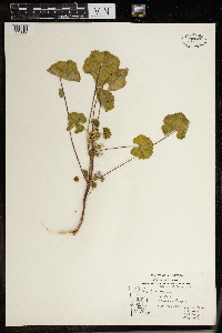 Malva neglecta image