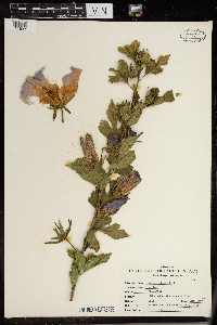 Malva sylvestris image