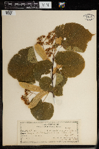 Tilia americana image