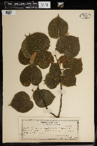 Image Associated With the Occurrence