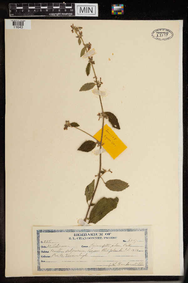 Triumfetta pilosa image