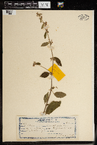 Image Associated With the Occurrence