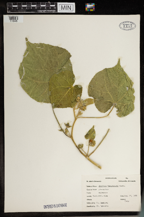 Abutilon theophrasti image