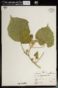 Abutilon theophrasti image