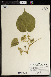 Abutilon theophrasti image