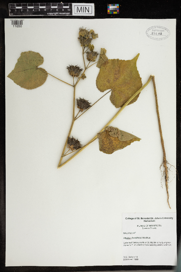 Abutilon image