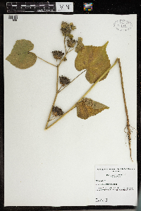 Abutilon theophrasti image