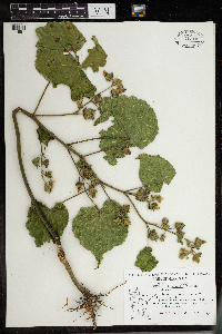 Abutilon theophrasti image