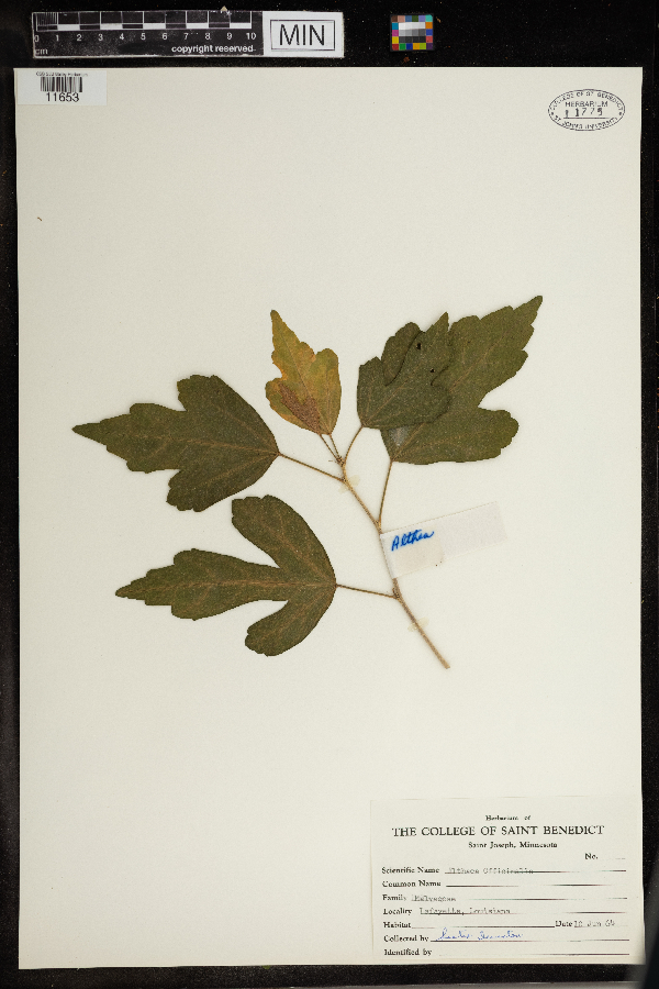 Althaea officinalis image