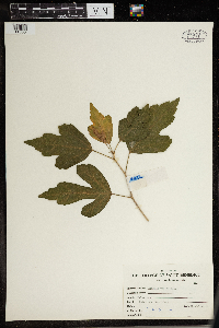 Image Associated With the Occurrence