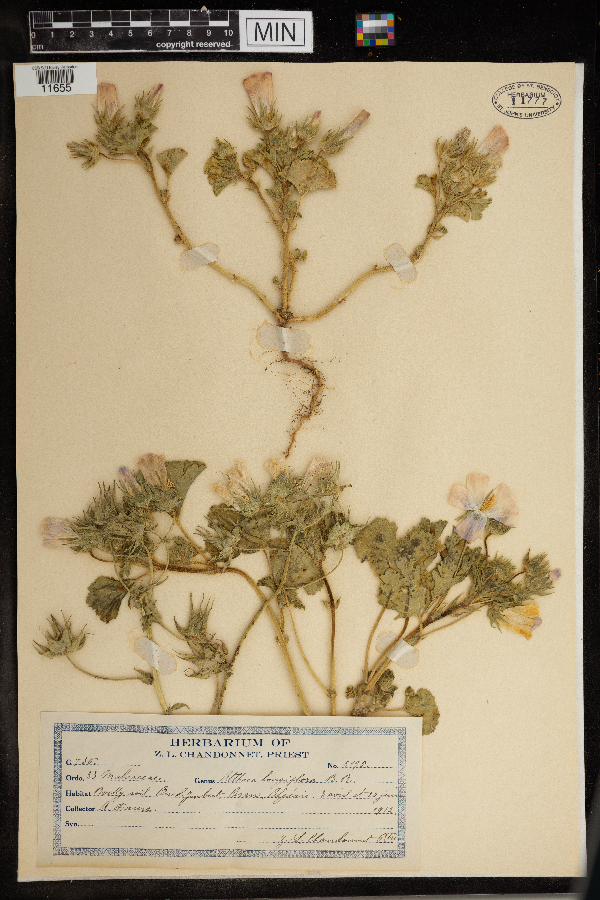 Althaea longiflora image